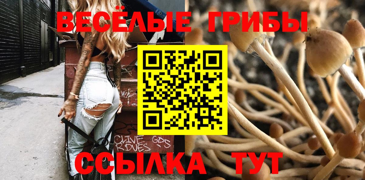Хасавюрт  Псилоцибиновые грибы Psilocybe  Вход с VPN 