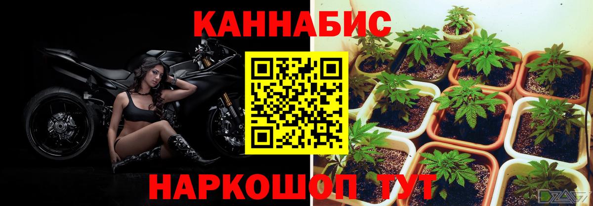 Каннабис план  Каннабис ГИДРОПОН  Хасавюрт  Каннабис White Widow  Вход с VPN 